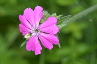 Lychnis flos-jovis